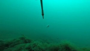 Подводная охота . Крым .Август