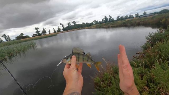 Catching Redfin Perch on Lures | Ep.21 смотреть онлайн