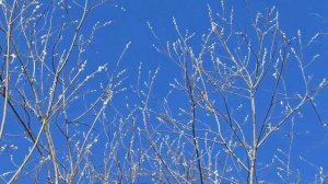 Чистота. Слова иеромонаха Романа, музыка Ирины Скорик. Исполняет Ирина Скорик