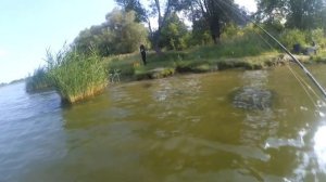 ЧТО ОНА ТВОРИТ ЭТО ЖЕСТЬ! ПАЛКА В ДУГУ,ВИЗГ ФРИКЦИОНА! ЛОВИМ ТИЛАПИЮ В НОВОВОРОНЕЖЕ!