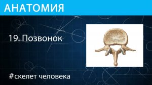 Анатомия: позвонок скелета человека