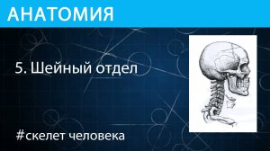 Анатомия: шея или шейный отдел скелета человека