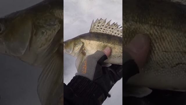СУДАК ВЕСНОЙ. #рыбалка2023 #ловлясудака #рыбалка #fishing #джиг #судак