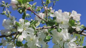 Яблони в цвету