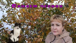 Сажаем чеснок...