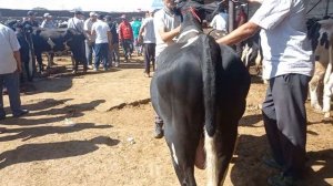 Букача гуножинча Худжанд молбозори хучанд