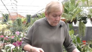 Суккулентные растения.