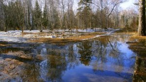 «Звонкая строка»