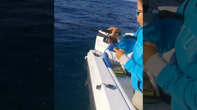 2020 new Daiwa BG RR Arc 4000 in action! смотреть онлайн