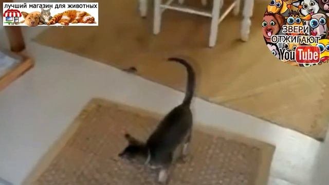 Смешные кошки раздражающие своих владельцев