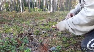 шок Грибы нападают и змеи тоже/ ЗАБЫЛА КУДА ШЛА