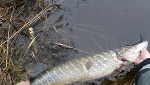 Ловля щуки на бигбейты на реке. Первая рыбалка 2024 с лодки!!!