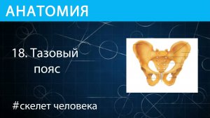 Анатомия: тазовый пояс или таз скелета человека