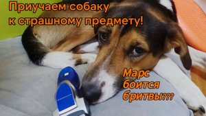 Как приучить собаку к страшному предмету? Боязнь бытовых вещей, борьба с фобиями!