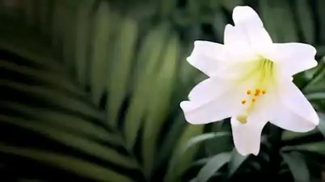 Easter Lily Palms Motion Worship Video Loops, Countdowns, Moving Backgrounds for the Christi смотреть онлайн