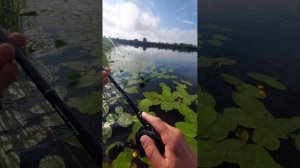 Shimano poison ULTIMA 20-172 ; Shimano curado 201 HG