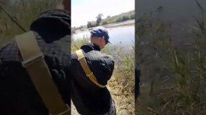 Ловля змееголова осень