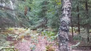 Сбор Грибов ГРИБНОЕ Безумие РАЗДЕЛАСЬ чтобы Донести/СОТНЯ ГРИБОВ ОСТАЛАСЬ В ЛЕСУ/Нашла всех