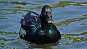 Каюга: Затонированная утка. Это как зелёная голова селезня, но на всё тело!