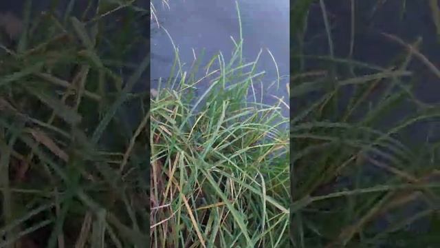 Проверяю морду. Сколько карасей поймаю? смотреть онлайн