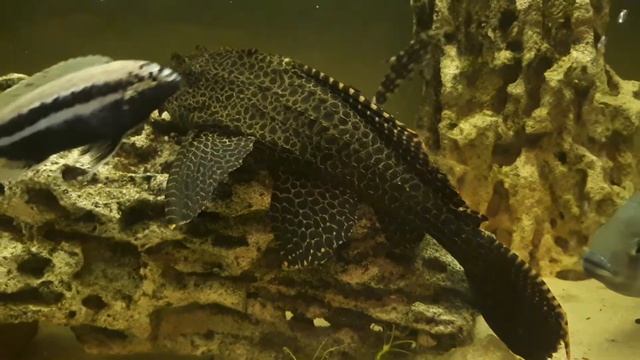 Парчовый глиптоперихт смотреть онлайн