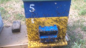Рой вышел и вернулся в улей