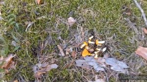 Лес Грибы Это вам не РиоДеженейро