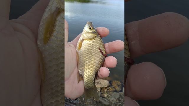 Рыбалка на ПОПЛАВОЧНУЮ удочку 🎣🌊 ОТПУСКНИК 🐟🌊🐟🌅