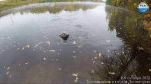 2022_10_08 - 09  - Золотая осень в теплом Десногорске