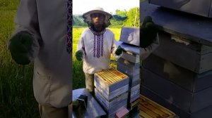 Роение Выходим из роевого два варианта Альпийский улей