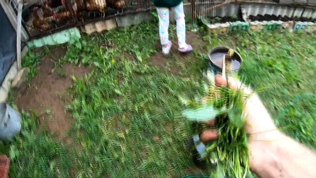 Крутая кормушка для кур на улицу...#куры #кормушка_для_птиц