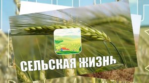 Сельская жизнь 05 10 24