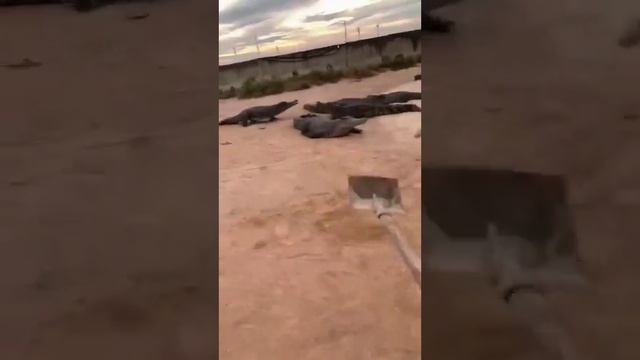 Крайне эффективное оружие против аллигаторов смотреть онлайн