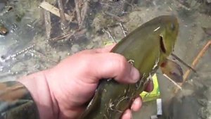 Линь на микроджиг.avi