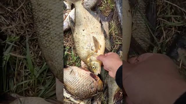 Промышленное рыболовство это вам не это...