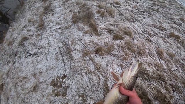 ОКУНЬ ТА ЩУКА В КИЄВІ на таку роздачу я не розраховував ! Кабани в заброс смотреть онлайн