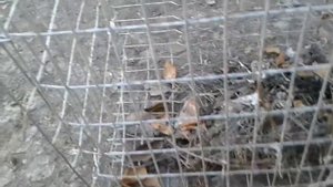 Живоловушка на пушних зверей