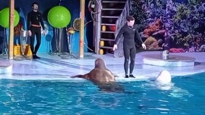 Дельфинарий Новосибирск
