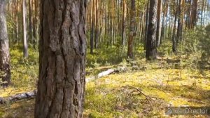 Лес ,   Проверка всех грибных мест , Как гнездо с птицей ? День проверок в лесу , Новые места .