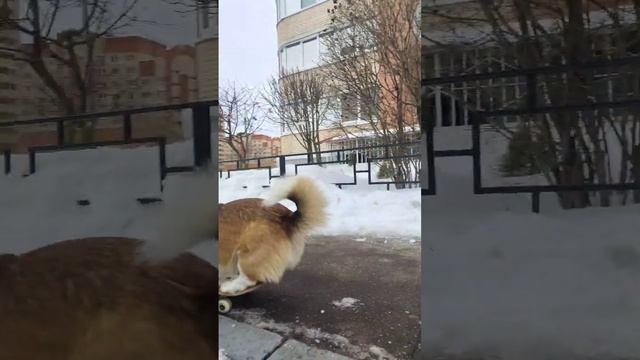 Отвлекают от катания #коржмарти #корги #собака #коргинаскейте#смешно #corgi #dog #skateboarding