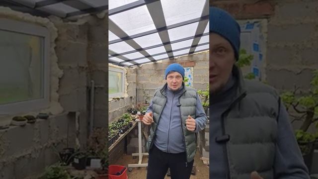 Теплица - самый цимес для бонсай в Московской области #bonsai #shorts #garden #plant #теплица