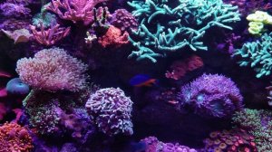 Reef Tank 06.10.2024