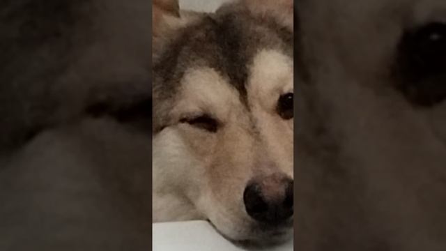 Милота в ленту)☺️