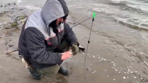 Весенняя рыбалка. 20 июня. Дудинка. Енисей. Сиг пойман!!!