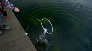 Знакомимся с новинкой - блесной для форели АКАРА TANTO!