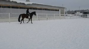 Мои соревнования по конному спорту! #конныйспорт #коновлог #соревнования