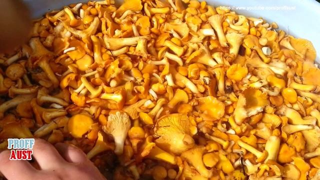 Как правильно вымачивать для засолки пластинчатые грибы