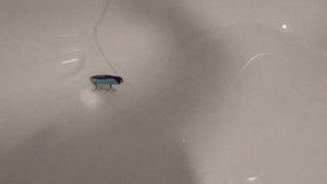 Самодельный воблер из зубной щётки с активной игрой