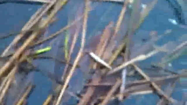 WP_20111022_134044Z_0.avi смотреть онлайн