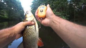 Голавли на волкер на малой реке